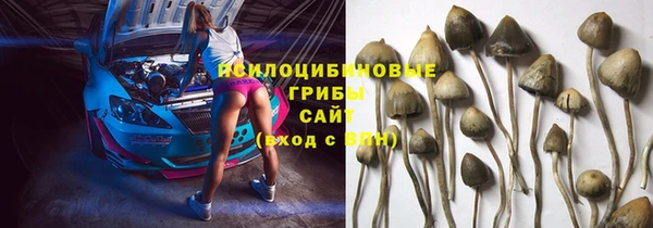 прущие грибы Аркадак